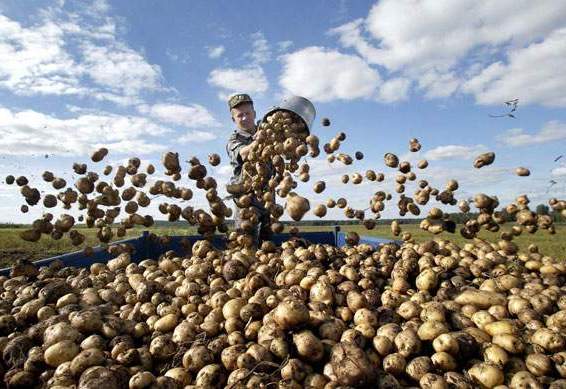 Невеликий бізнес на вирощуванні картоплі