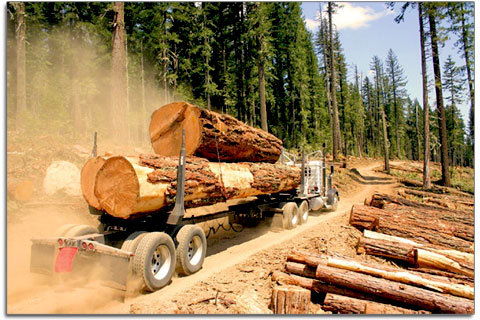 Організація деревообробного бізнесу. Деревообробка та Лесодобыча