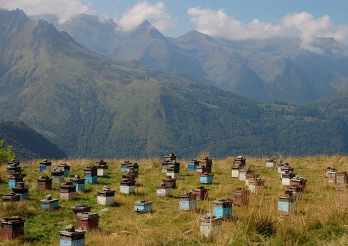Бджільництво як свій бізнес