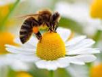 Бізнес по розведенню бджіл. Доходи від продажу меду