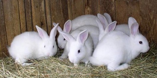 Бізнес на розведенні декоративних кроликів