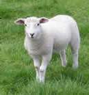 Розведення овець - «теплий» бізнес