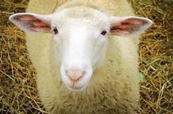 Організація - Бізнес-плану по розведенню овець