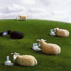 Бізнес-план розведення овець - Завантажити