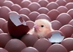 Вирощування курчат і виробництво курячих яєць як бізнес></td><td><p><a href=