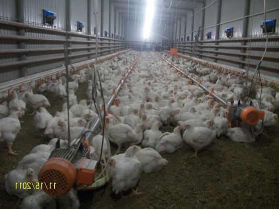 Вирощування курчат і виробництво курячих яєць як бізнес></p>
               
                
                </td>
              <td> </td>
            </tr>
</table>
          <table width=