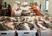 Бізнес переробка риби: відкриваємо міні цех