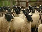 Бізнес-план вирощування овець. Вівчарство