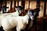 Бізнес ідея - романівські вівці, розведення та вирощування