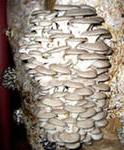 Вирощування грибів глива