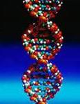 Розшифровка ДНК